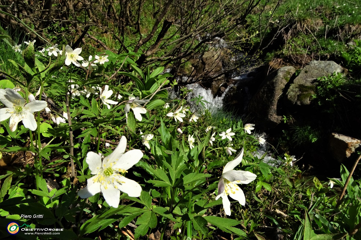 12 Anemoides nemorosa.JPG
